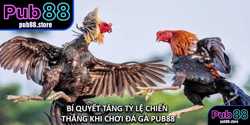 Đá Gà Đòn – Màn So Tài Kịch Tính Của Những Chiến Kê Bản Lĩnh!