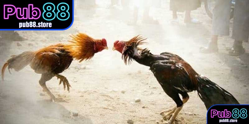 Chiến Lược và Kỹ Thuật Trong Đá Gà Đòn