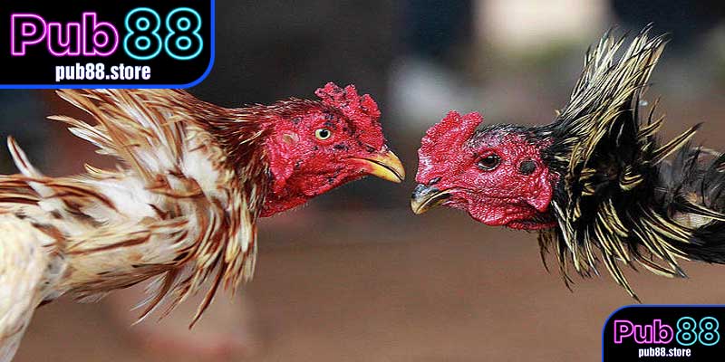 Nguồn Gốc và Phát Triển