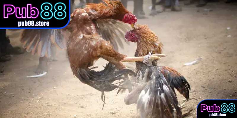 Trải Nghiệm Minh Bạch và Công Bằng