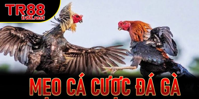 Mẹo cá cược đá gà TR88: Bí kíp săn thưởng dễ thắng nhất